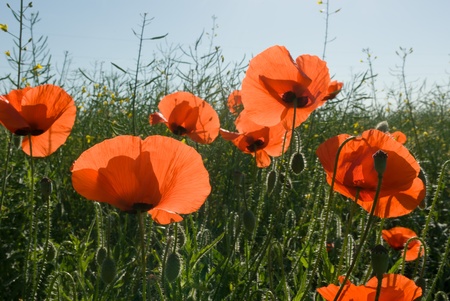 flowers on colorful background, flowers series, macro photoの写真素材