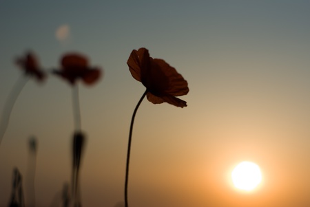 flowers on colorful background, flowers series, macro photoの写真素材