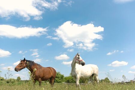 Beautiful Horse in a Green Meadow in sunny dayの写真素材