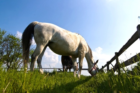 Beautiful Horse in a Green Meadow in sunny dayの写真素材