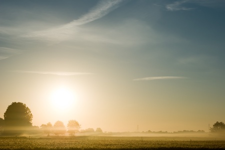 plants for natural background,fluffy wild plant grouped in sunny dayの写真素材