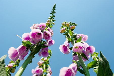 flowers on colorful background, flowers series, macro photoの写真素材
