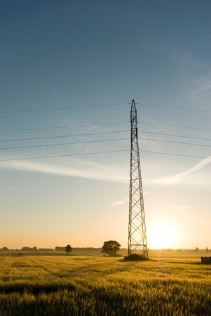 plants for natural background,fluffy wild plant grouped in sunny dayの写真素材