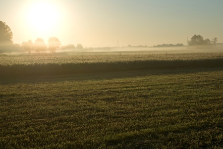 plants for natural background,fluffy wild plant grouped in sunny dayの写真素材