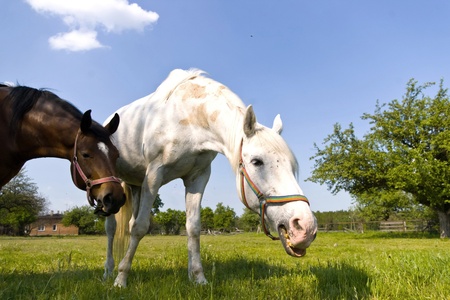 Beautiful Horse in a Green Meadow in sunny dayの写真素材