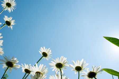 flowers on colorful background, flowers series, macro photoの写真素材