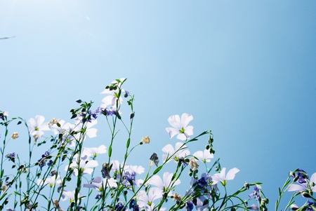 flowers on colorful background, flowers series, macro photoの写真素材