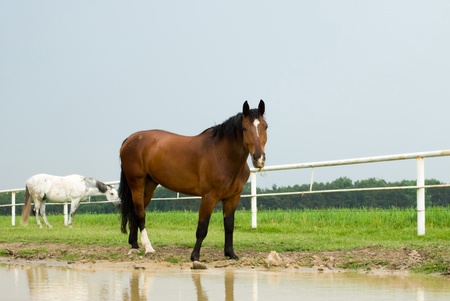 Beautiful Horse in a Green Meadow in sunny day