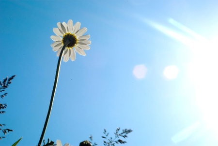 flowers on colorful background, flowers series, macro photoの写真素材