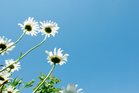 flowers on colorful background, flowers series, macro photoの写真素材