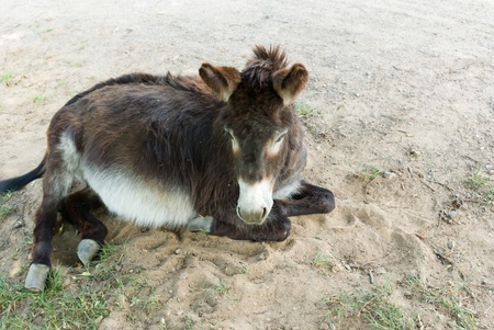 Donkey in a Field in sunny day, animals seriesの写真素材