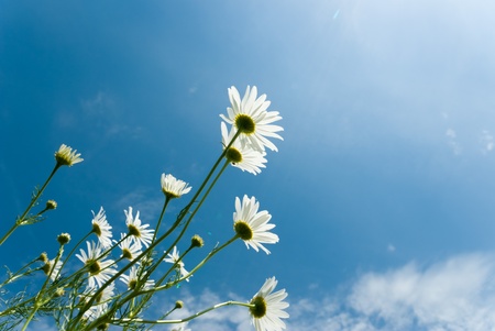 flowers on colorful background, flowers series, macro photoの写真素材