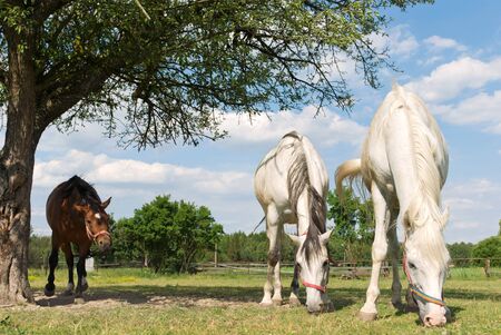 Beautiful Horse in a Green Meadow in sunny dayの写真素材