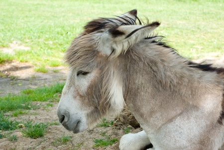 Donkey in a Field in sunny day, animals seriesの写真素材