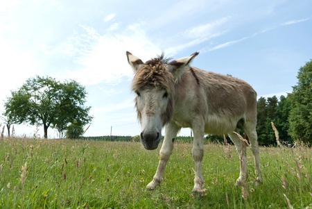 Donkey in a Field in sunny day, animals seriesの写真素材