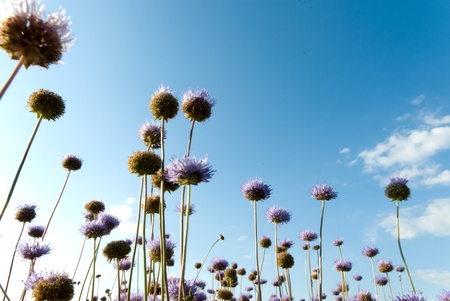 flowers on colorful background, flowers series, macro photoの写真素材