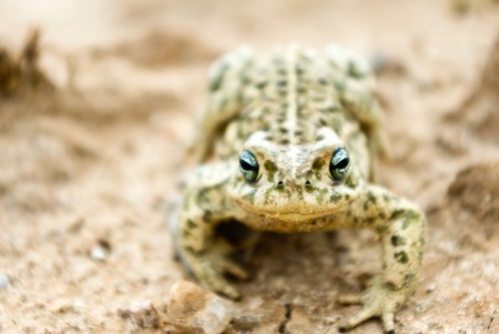 Frog in its natural habitat in a woodland, wild frogの写真素材