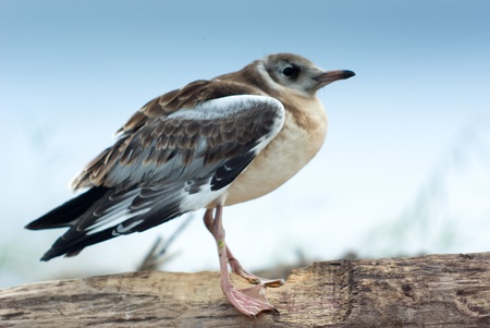beautiful wild colorfull bird in summer sunny dayの写真素材