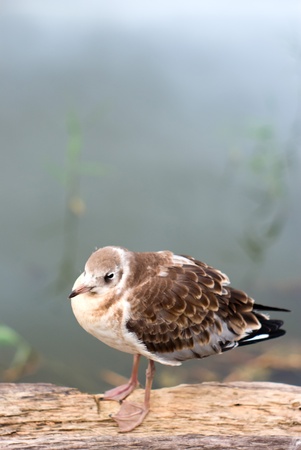 beautiful wild colorfull bird in summer sunny dayの写真素材