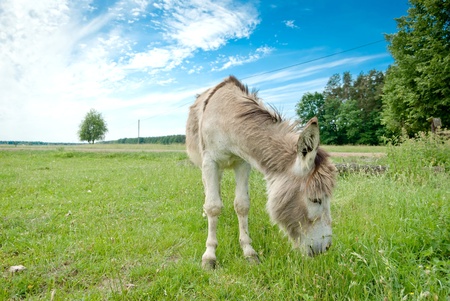 Donkey in a Field in sunny day, animals series