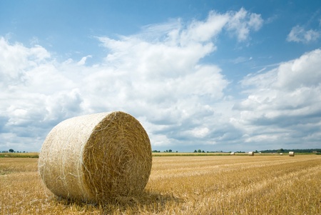 harvested field with straw bales in summer