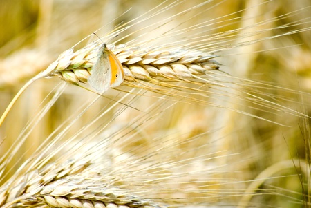 Close up shot of a butterfly on a leaf with a green backgroundの写真素材