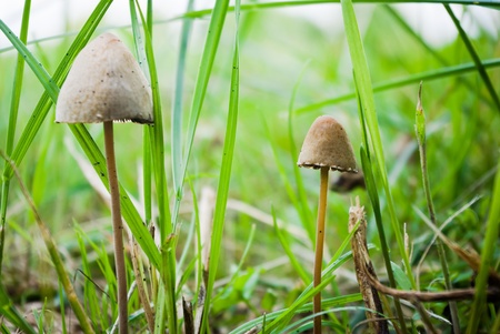 forest mushroom in moss after bir longtime rain