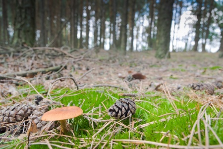 forest mushroom in moss after bir longtime rain