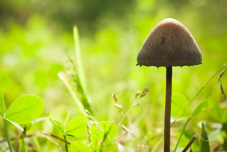 forest mushroom in moss after bir longtime rainの写真素材