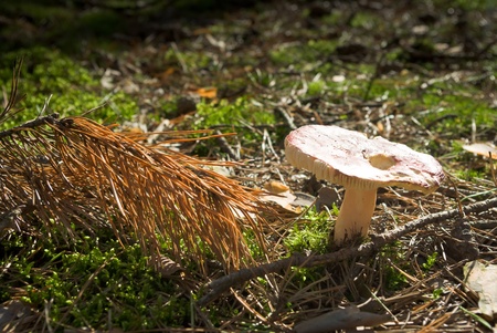 forest mushroom in moss after bir longtime rainの写真素材