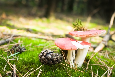 forest mushroom in moss after bir longtime rain