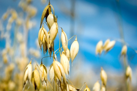 field of golden oats and blue sky, agricultural field
の写真素材