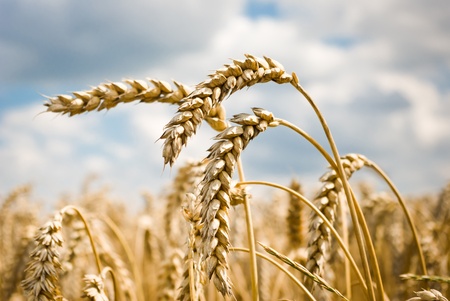 field of golden wheat and blue sky, agricultural field
の写真素材
