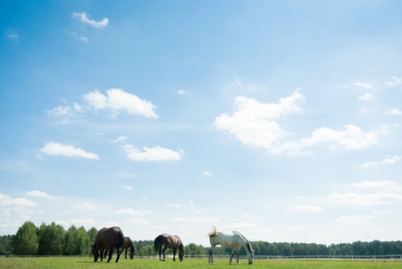 Horse in a green meadow in sunny day, animals series
の写真素材