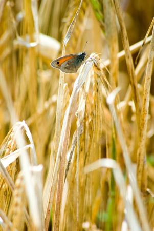 Close up shot of a butterfly on a leaf with a green backgroundの写真素材