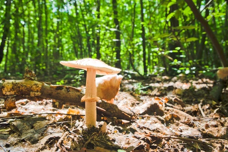 forest mushroom in moss after bir longtime rainの写真素材