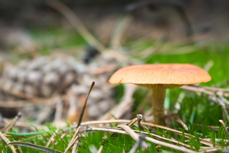 forest mushroom in moss after bir longtime rainの写真素材