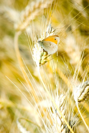 Close up shot of a butterfly on a leaf with a green backgroundの写真素材