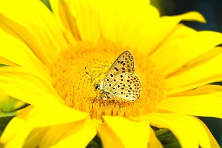 Close up shot of a butterfly on a leaf with a green backgroundの写真素材