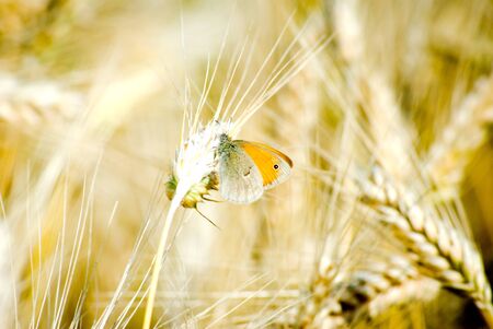 Close up shot of a butterfly on a leaf with a green backgroundの写真素材