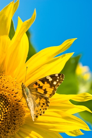 Close up shot of a butterfly on a leaf with a green backgroundの写真素材