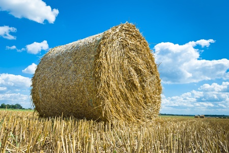 harvested field with straw bales in summerの写真素材