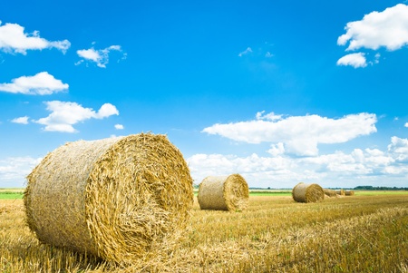 harvested field with straw bales in summerの写真素材