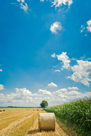 agricultural field, nature and agriculture farming seriesの写真素材