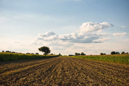 agricultural field, nature and agriculture farming seriesの写真素材