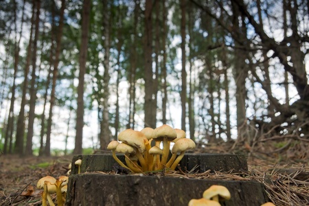 forest mushroom in moss after bir longtime rainの写真素材