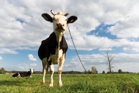 The young black end white cow stands on straw in barnの写真素材