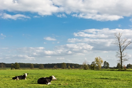 The young black end white cow stands on straw in barnの写真素材