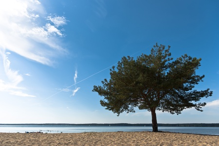 old big tree on color background with blue sky