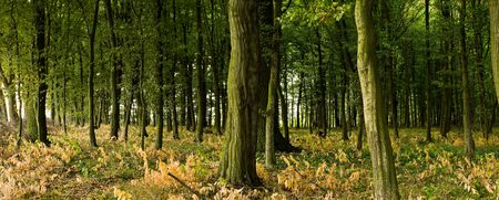 Sunlight in the green forest, summer time